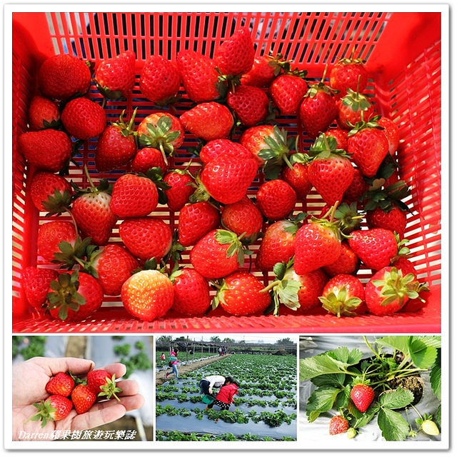 桃園景點,桃園採草莓,桃園草莓園,草莓園 @Darren蘋果樹旅遊玩樂誌