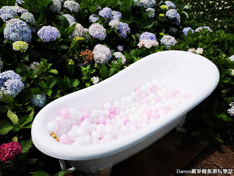 竹子湖繡球花景點,浴缸繡球花,陽明山繡球花,花谷繡球花園