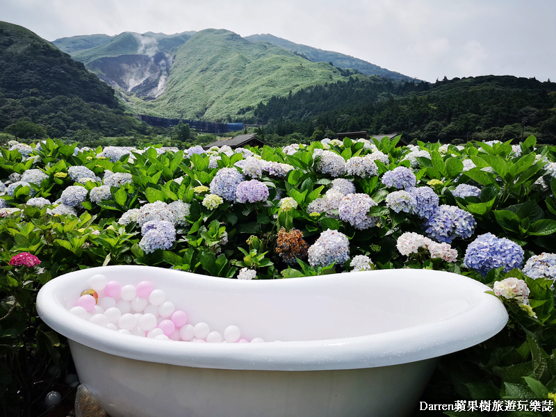陽明山繡球花,花谷繡球花園,竹子湖繡球花景點,浴缸繡球花