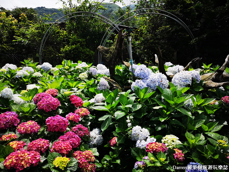 陽明山繡球花,花谷繡球花園,竹子湖繡球花景點,浴缸繡球花