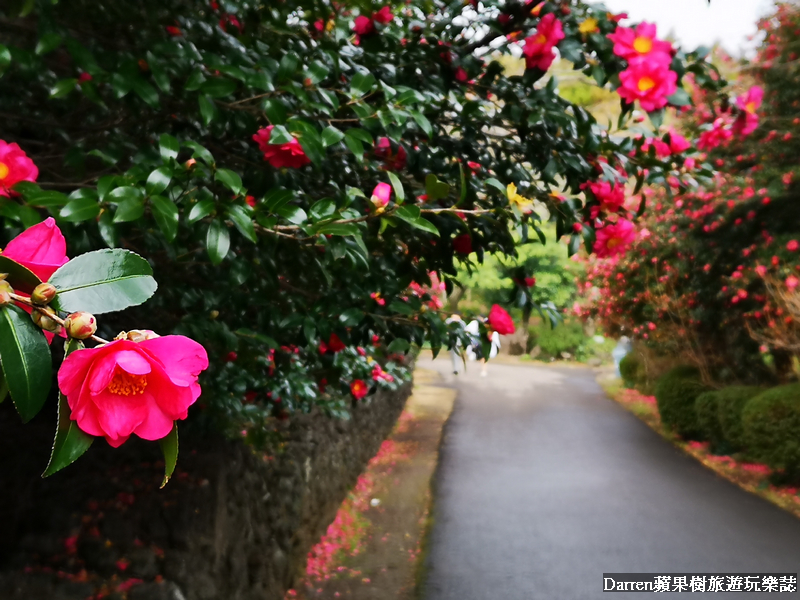 山茶花之丘,濟州島韓劇景點,濟州島必去景點,濟州島自駕遊景點,濟州島自由行