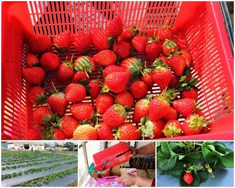 桃園採草莓 採草莓季節 大溪草莓 北部採水果 石門草莓園 玄盛發農場 323溫室農場